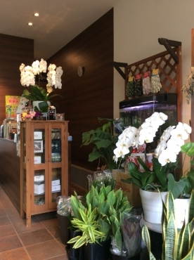 「フラワーハウス・キキ」　（千葉県八千代市）の花屋店舗写真2